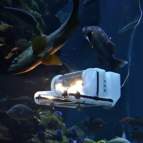 Curiosity-Driven Science Initiative