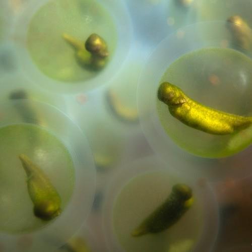 Symbiosis in Aquatic Systems Initiative