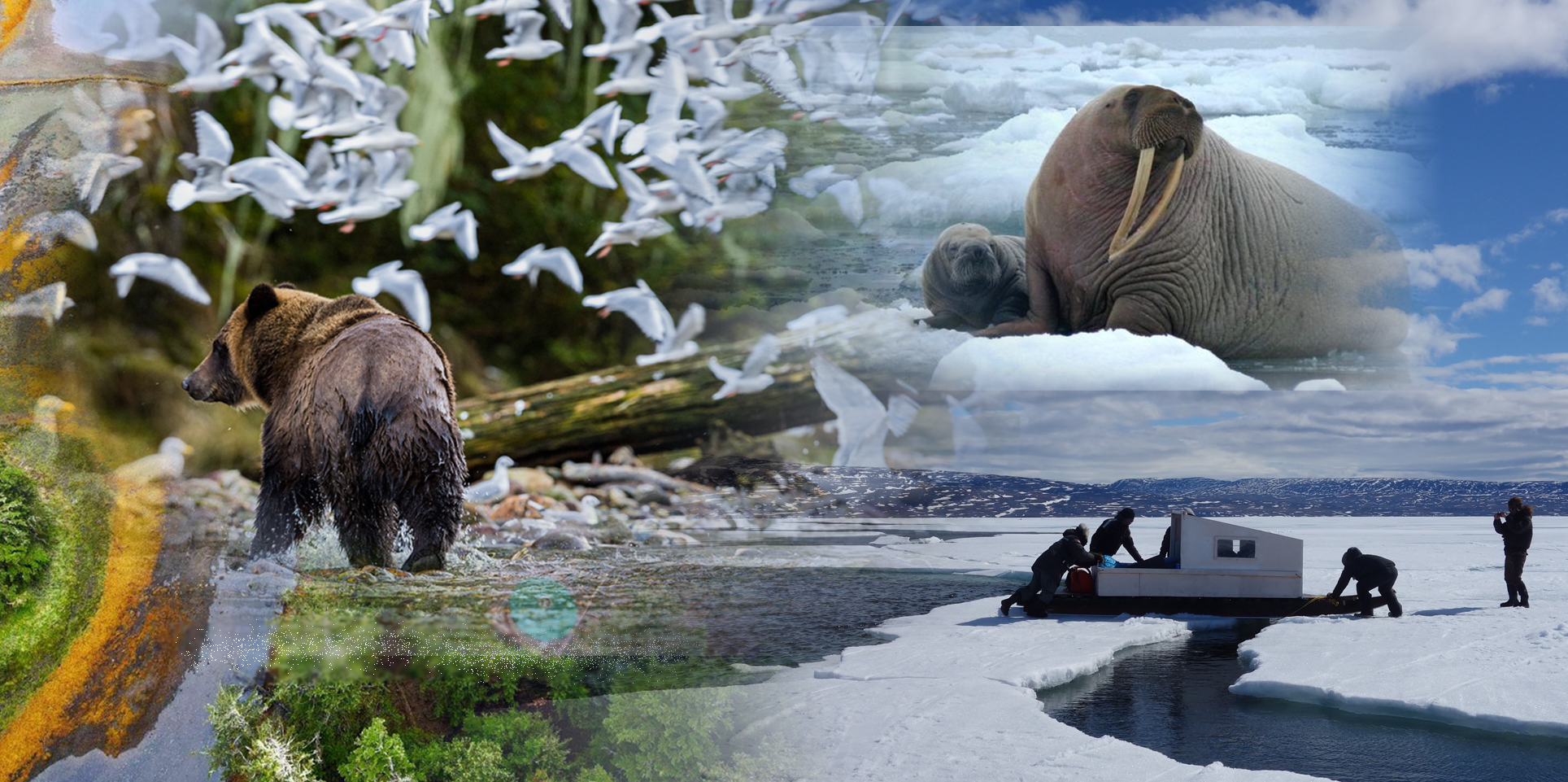 marine conservation initiative-past-work-collage